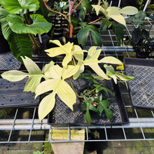 Load image into Gallery viewer, Philodendron Florida Ghost exact plant, Fedex 2day*
