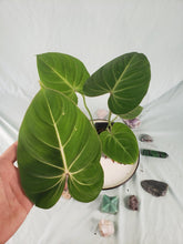 Load image into Gallery viewer, Gloriosum, Exact Plant, Philodendron
