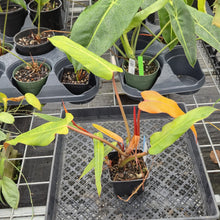 Load image into Gallery viewer, Philodendron Orange Marmalade, Exact Plant Ships Nationwide
