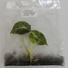 Load image into Gallery viewer, Alocasia Watsoniana Aurea variegated tissue culture 2DayAir
