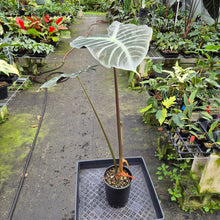 Load image into Gallery viewer, Alocasia Longiloba Lowii exact plant, Fedex 2day*

