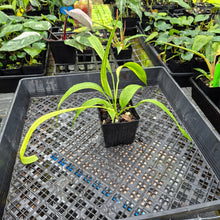 Load image into Gallery viewer, Anthurium Vittarifolium , Exact Plant Variegated Ships Nationwide

