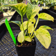 Load image into Gallery viewer, Epipremnum Pinnatum Sunburst, Exact Plant Variegated Ships Nationwide
