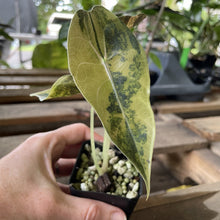 Load image into Gallery viewer, Alocasia Sedenii Aurea Variegated exact plant, Fedex 2day*
