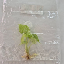 Load image into Gallery viewer, Alocasia Odora Batik Variegated tissue culture 2DayAir
