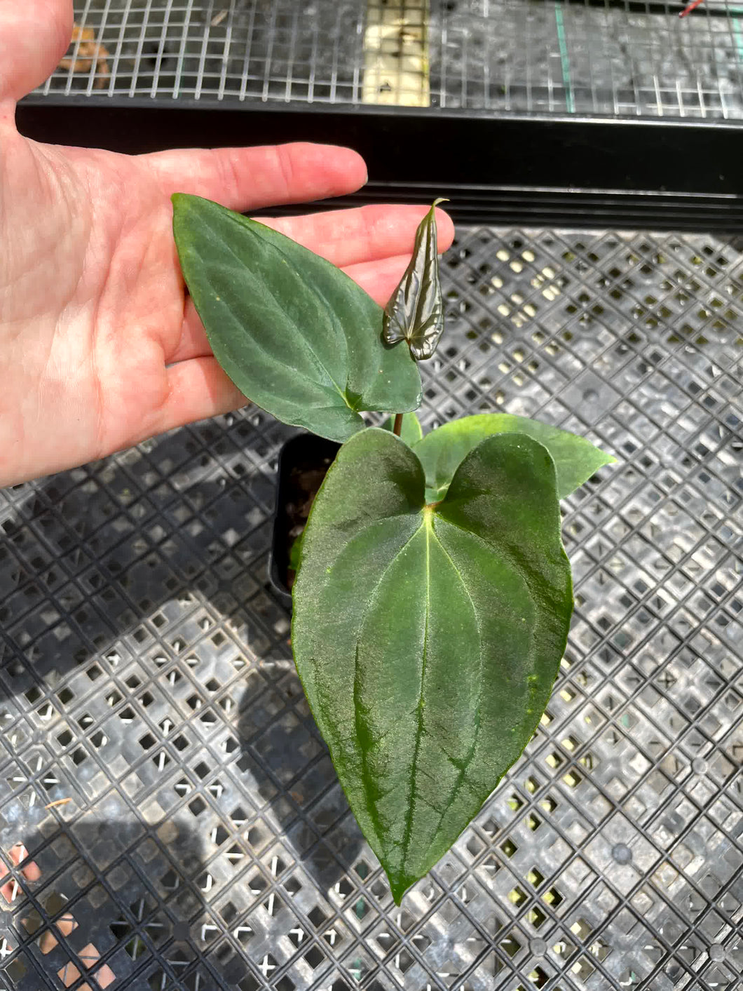 Anthurium Papillilaminum Fort Sherman, Exact Plant Ships Nationwide