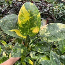 Load image into Gallery viewer, Philodendron Green Congo Nuclear Variegated 4" pot, Fedex 2day*
