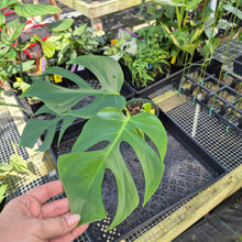 Load image into Gallery viewer, Monstera Sierrana Hawaii Clone, Exact Plant Ships Nationwide

