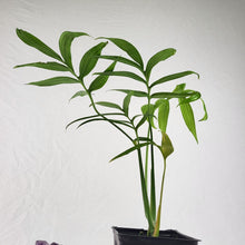 Load image into Gallery viewer, Monstera Subpinnata, Exact Plant Ships Nationwide
