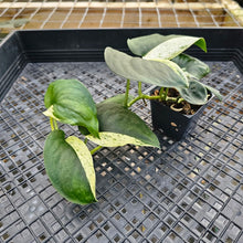 Load image into Gallery viewer, Scindapsus Jade Satin Marble Queen, Exact Plant Variegated Ships Nationwide
