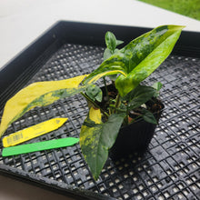 Load image into Gallery viewer, Syngonium Aurea, Exact Plant Variegated Ships Nationwide
