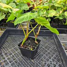 Load image into Gallery viewer, Philodendron Verrucosum Pseudoverrucosum Croat , Exact Plant Ships Nationwide

