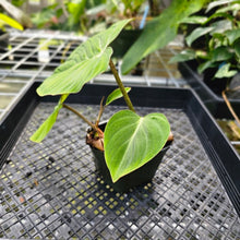 Load image into Gallery viewer, Philodendron Gloriosum, Pink Veined Back, Exact Plant 3 growth points
