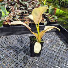 Load image into Gallery viewer, Philodendron Whipple Way Variegated exact plant, Fedex 2day*
