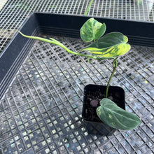 Load image into Gallery viewer, Philodendron Hederaceum Micans Aurea, Exact Plant Variegated Ships Nationwide
