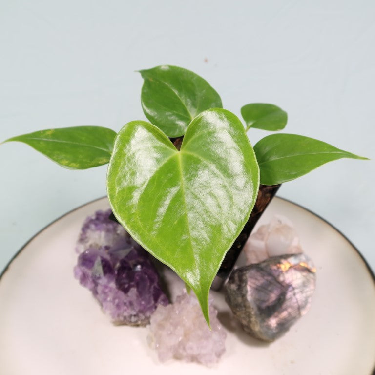 anthurium faustinos giant Anthurium Faustomirandae, Faustino'S Giant 2.5" pot, Fedex 2day* – Canopy  Gems