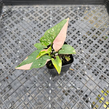Load image into Gallery viewer, Syngonium Red Spot Tricolor, Exact Plant Variegated Ships Nationwide
