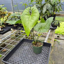 Load image into Gallery viewer, Anthurium Watermaliense exact plant, Fedex 2day*
