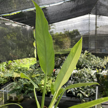 Load image into Gallery viewer, Philodendron Olympiad Pinnatifidum variegated exact plant, Fedex 2day*
