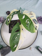 Load image into Gallery viewer, Adansonii Albo, exact plant, variegated Monstera, ships nationwide
