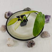 Load image into Gallery viewer, Philodendron Whipple Way, Exact Plant Variegated Ships Nationwide
