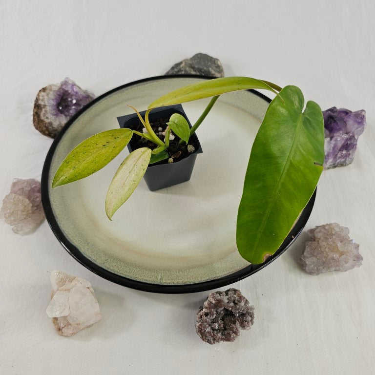 Philodendron Whipple Way, Exact Plant Variegated Ships Nationwide