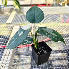 Load image into Gallery viewer, Syngonium Chiapense, Exact Plant Variegated Ships Nationwide
