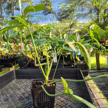 Load image into Gallery viewer, Philodendron Holtonianum Variegated, Exact Plant Ships Nationwide

