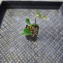 Load image into Gallery viewer, Anthurium Ace Of Spades X Papillilaminum, Exact Plant Ships Nationwide
