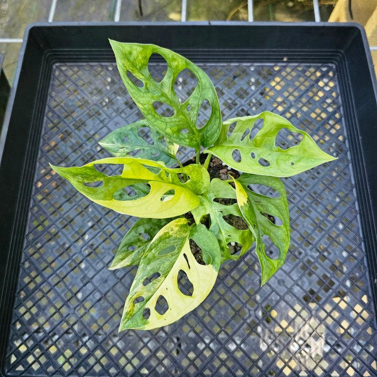 Monstera Adansonii Aurea, Exact Plant Variegated Double Plant