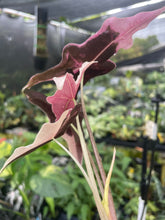 Load image into Gallery viewer, Alocasia Nobilis Pink variegated 2.5" pot, Fedex 2day*
