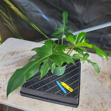 Load image into Gallery viewer, Philodendron Green Golden Dragon, Exact Plant Ships Nationwide
