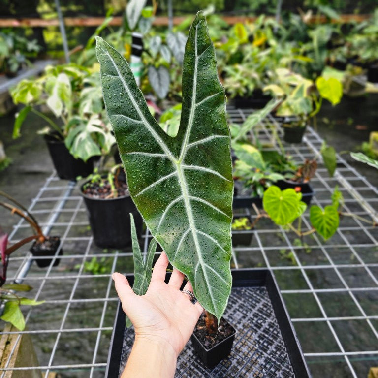 Alocasia Longiloba, Denudata, Exact Plant