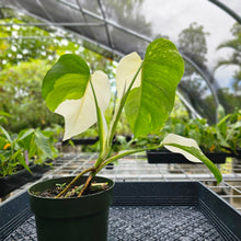 Load image into Gallery viewer, Monstera Borsigiana Albo Deliciosa, Exact Plant Variegated Ships Nationwide
