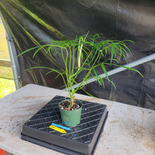 Load image into Gallery viewer, Philodendron Polypodioides, Exact Plant Ships Nationwide
