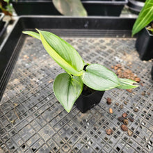 Load image into Gallery viewer, Scindapsus Rubicon, Exact Plant Variegated Ships Nationwide
