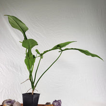 Load image into Gallery viewer, Philodendron Joepii 4" pot, Fedex 2day*
