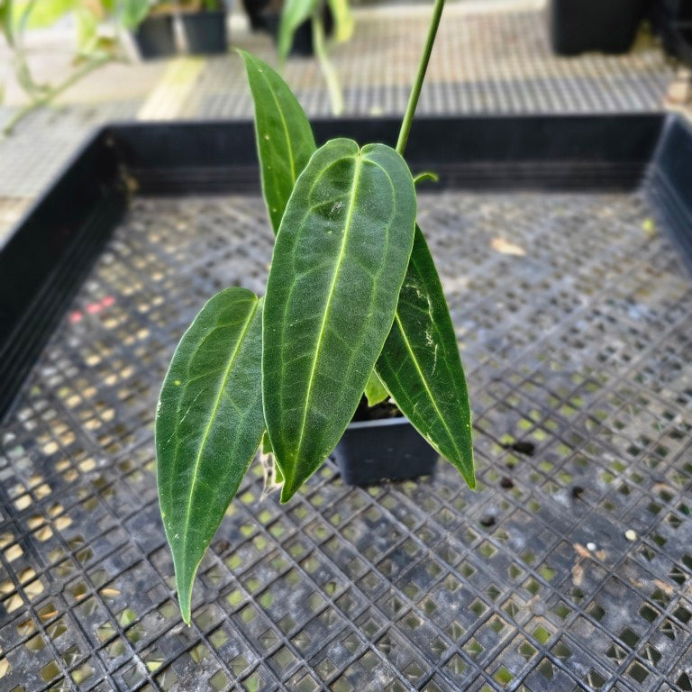 Anthurium Warocqueanum, Queen, Exact Plant Ships Nationwide