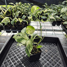 Load image into Gallery viewer, Epipremnum Pinnatum Marble Variegated exact plant, Fedex 2day*
