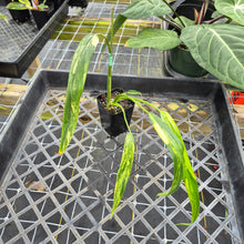 Load image into Gallery viewer, Philodendron Holtonianum Variegated, Exact Plant Ships Nationwide
