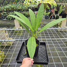 Load image into Gallery viewer, Philodendron Campii Lynette, XL, Exact Plant
