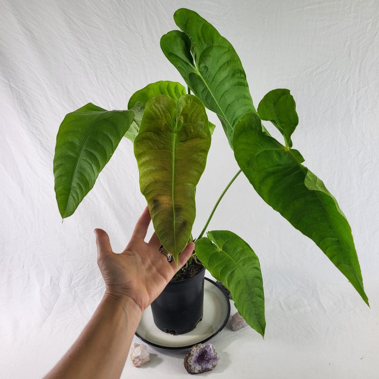 Anthurium Veitchii Narrow Form, Exact Plant x hybrid noid