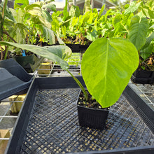 Load image into Gallery viewer, Monstera Borsigiana Aurea, Exact Plant Variegated Ships Nationwide
