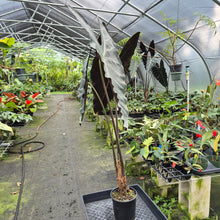 Load image into Gallery viewer, Alocasia Longiloba, Denudata exact plant, Fedex 2day*
