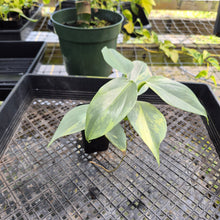 Load image into Gallery viewer, Philodendron Hastatum Silver Sword, Exact Plant Variegated Ships Nationwide
