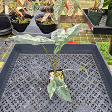Load image into Gallery viewer, Alocasia Simpo Albo, Exact Plant, Ships Nationwide
