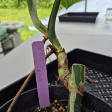 Load image into Gallery viewer, Monstera Borsigiana Albo Deliciosa, Exact Plant Variegated Ships Nationwide
