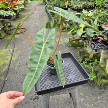 Load image into Gallery viewer, Philodendron Billietiae exact plant, Fedex 2day*
