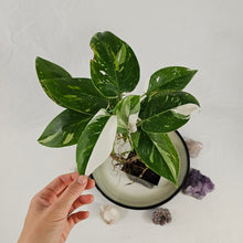 Load image into Gallery viewer, Philodendron White Princess, Exact Plant Variegated Ships Nationwide
