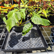 Load image into Gallery viewer, Philodendron Corsinianum, Exact Plant Ships Nationwide
